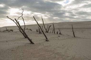 Çölde sarı kum. Site için doku. Güneşli bir gün. Baltık kıyılarında kum tepeleri.