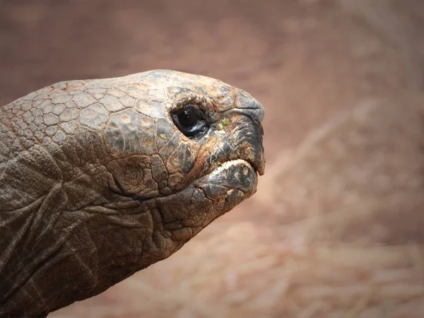 Kopf Einer Riesigen Schildkröte Porträt Großaufnahme Profil — Stockfoto