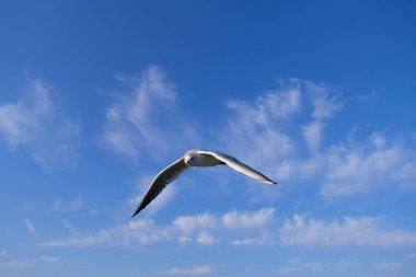 Deniz batımı, bir martı bulutların arkasında süzülür..