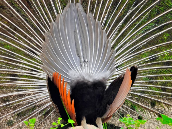 Pavo Real Extendió Sus Plumas Muestra Belleza — Foto de Stock