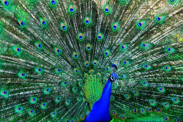 Pavão Espalhou Suas Penas Mostra Sua Beleza — Fotografia de Stock