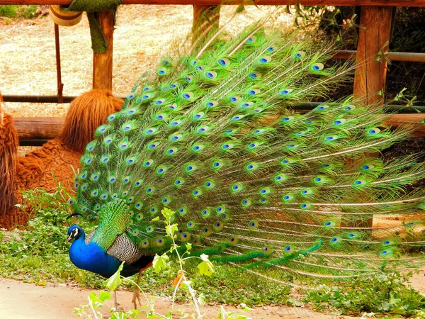 The peacock poses in front of the camel, but the camel pays no attention.