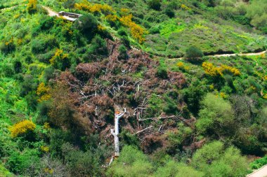 Büyük okaliptüs parçalara ayrıldı, çok büyüktü..