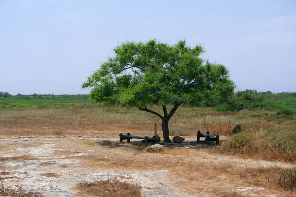 Yalnız bir ağacın yanındaki banklar, yorgun turistler için dinlenme yeri..
