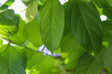 Yeşil yapraklardan gelen güneş ışığı. Yaklaşın, dostlarım.