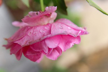 Pembe gülün yakın çekim görüntüsü. Doğal arkaplan 