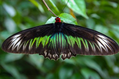 Büyük tropikal kelebeğin yakın görüntüsü. Yeşil doğal arkaplan 