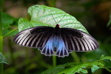 Tropikal kelebeğin üst görüntüsü. Yeşil doğal arkaplan 