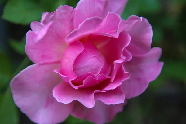 Vista Ravvicinata Della Rosa Rosa Sfondo Verde — Foto Stock