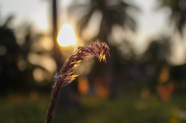 Ormanda altın gün batımına karşı çimlerin yakın görüntüsü 