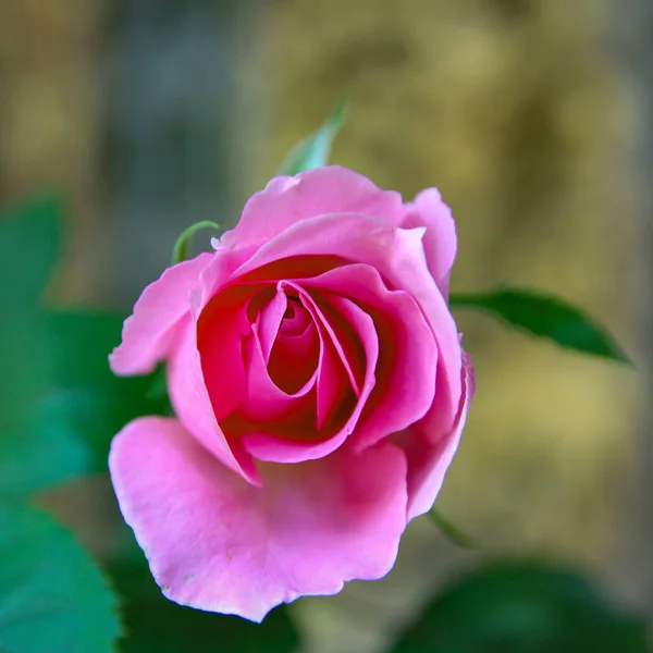 Vista Vicino Del Pulsante Rosa Rosa Sullo Sfondo Verde Naturale — Foto Stock