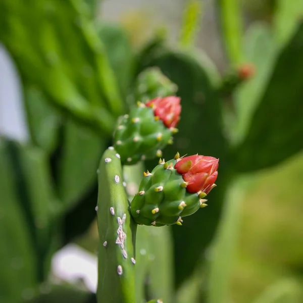 Vue Rapprochée Cactus Aux Fleurs Rouges Sur Fond Vert Naturel — Photo