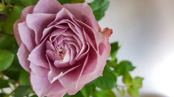 Vista Ravvicinata Della Rosa Rosa Tenera Isolata — Foto Stock