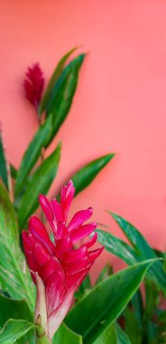 Pembe arka planda tropikal kızıl çiçeklerin yakın plan görüntüsü 