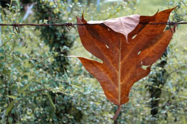 Kahverengi yaprağın doğal arkaplana yakın görüntüsü 