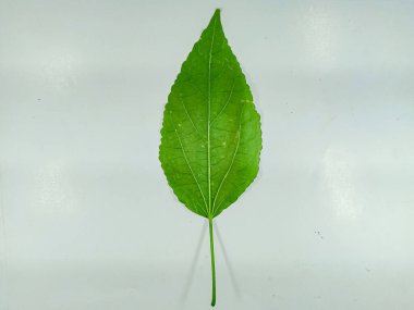 Yeşil yapraklı colastus, beyaz arkaplanda izole edilmiş..