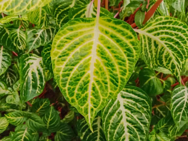 Iresine Herbstii Een Bloeiende Plant Van Amaranthaceae Stam Bovenaanzicht — Stockfoto