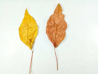 Beyaz arkaplanda izole edilmiş acalypha wilkesiana yaprağı.
