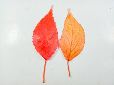 Beyaz arkaplanda izole edilmiş acalypha wilkesiana yaprağı.