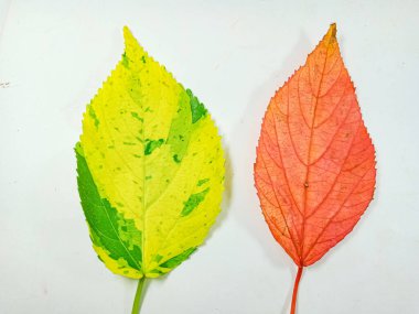 Beyaz arkaplanda izole edilmiş acalypha wilkesiana yaprağı.