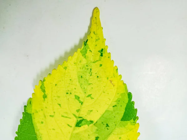 Beyaz Arkaplanda Izole Edilmiş Acalypha Wilkesiana Yaprağı — Stok fotoğraf