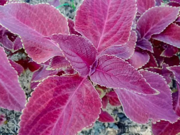 Caldera Coleus Scutellarioides Una Planta Herbal Las Hojas Pueden Utilizar — Foto de Stock