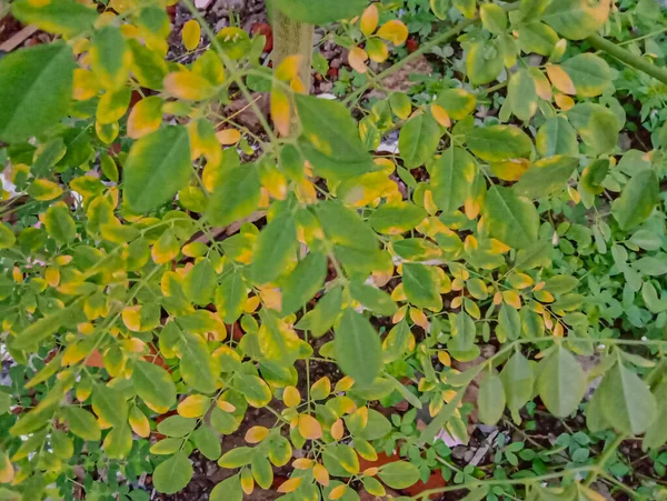 Moringa Lub Merunggai Rodzaj Rośliny Plemienia Moringaceae Roślina Znana Jest — Zdjęcie stockowe