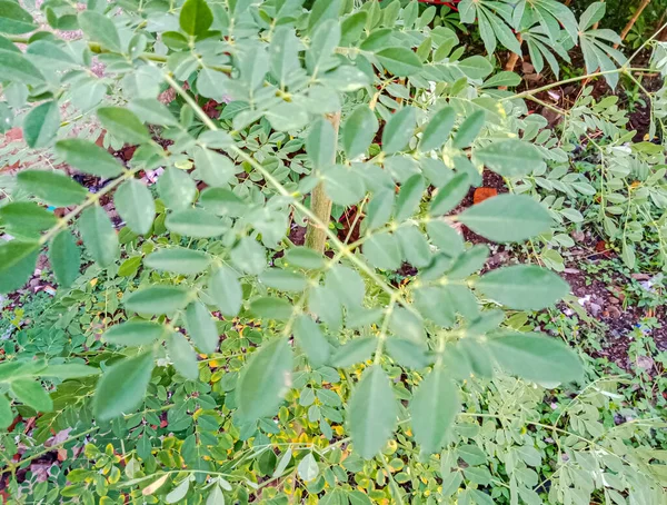 Moringa Merunggai Een Plant Van Moringaceae Deze Plant Staat Bekend — Stockfoto