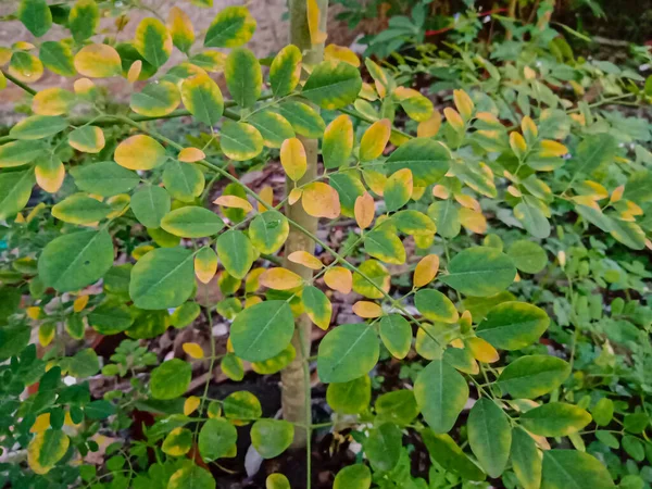 Moringa Lub Merunggai Rodzaj Rośliny Plemienia Moringaceae Roślina Znana Jest — Zdjęcie stockowe