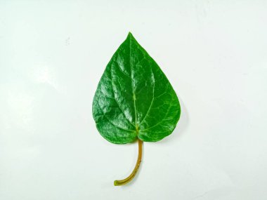 Yeşil yaprak, betel yaprağı beyaz üzerinde izole.
