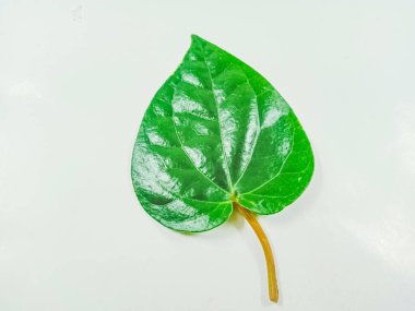 Yeşil yaprak, betel yaprağı beyaz üzerinde izole.