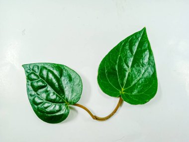 Yeşil yaprak, betel yaprağı beyaz üzerinde izole.
