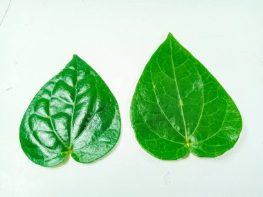 Yeşil yaprak, betel yaprağı beyaz üzerinde izole.