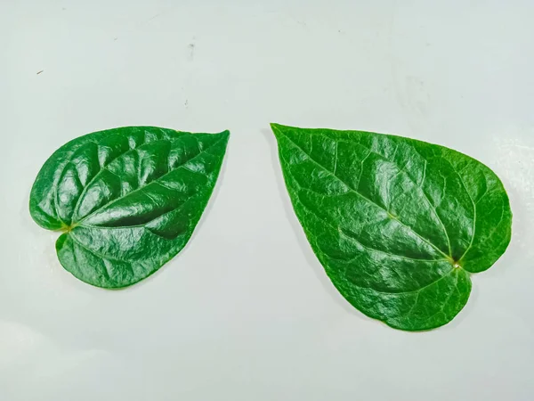 green leaf, betel leaf isolated on white.