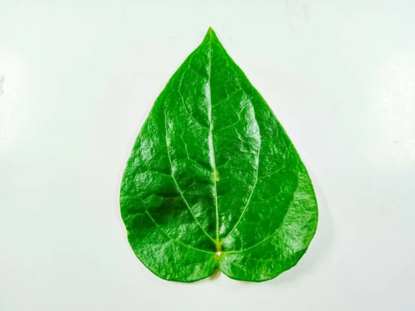 green leaf, betel leaf isolated on white.