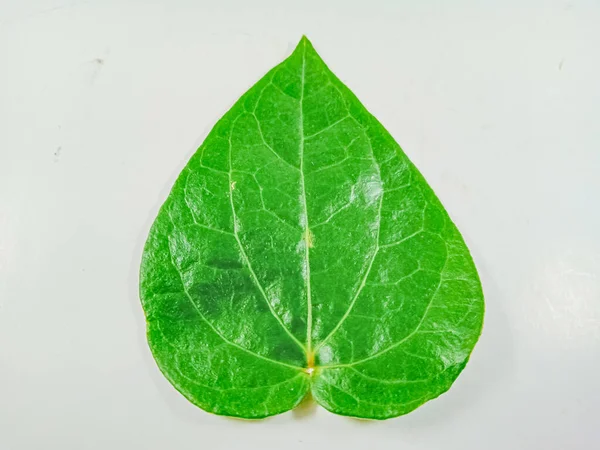 green leaf, betel leaf isolated on white.