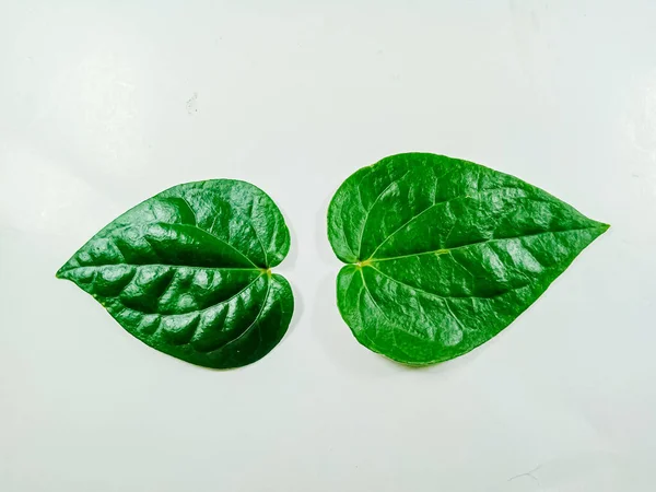 green leaf, betel leaf isolated on white.