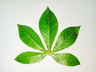 Yeşil yaprak, beyaz üzerinde yalıtılmış manyok yaprağı..