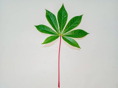 Yeşil yaprak, beyaz üzerinde yalıtılmış manyok yaprağı..