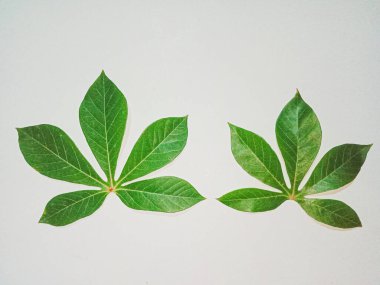 Yeşil yaprak, beyaz üzerinde yalıtılmış manyok yaprağı..