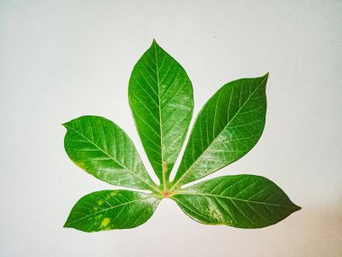 Yeşil yaprak, beyaz üzerinde yalıtılmış manyok yaprağı..