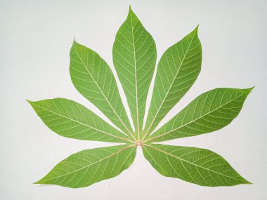 Yeşil yaprak, beyaz üzerinde yalıtılmış manyok yaprağı..