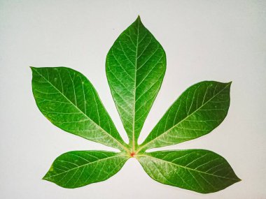 Yeşil yaprak, beyaz üzerinde yalıtılmış manyok yaprağı..