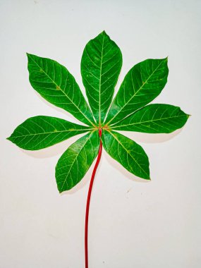 Yeşil yaprak, beyaz üzerinde yalıtılmış manyok yaprağı..