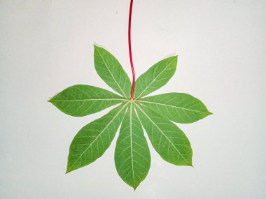 Yeşil yaprak, beyaz üzerinde yalıtılmış manyok yaprağı..