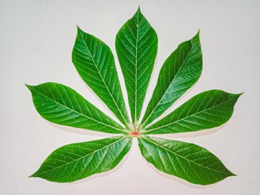 Yeşil yaprak, beyaz üzerinde yalıtılmış manyok yaprağı..