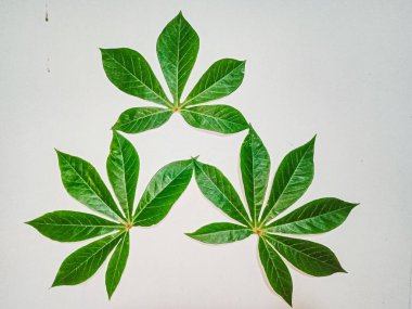 Yeşil yaprak, beyaz üzerinde yalıtılmış manyok yaprağı..