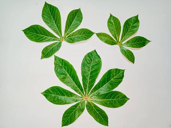 green leaf, cassava leaf isolated on white.