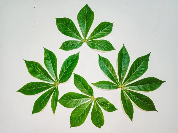 green leaf, cassava leaf isolated on white.