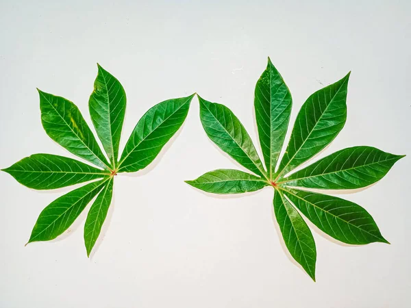 green leaf, cassava leaf isolated on white.